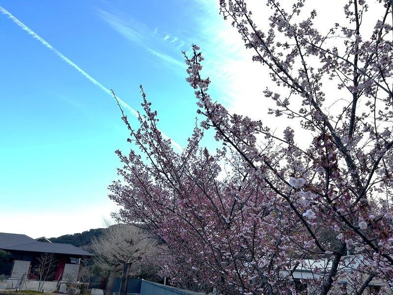 当館玄関付近の土肥桜です