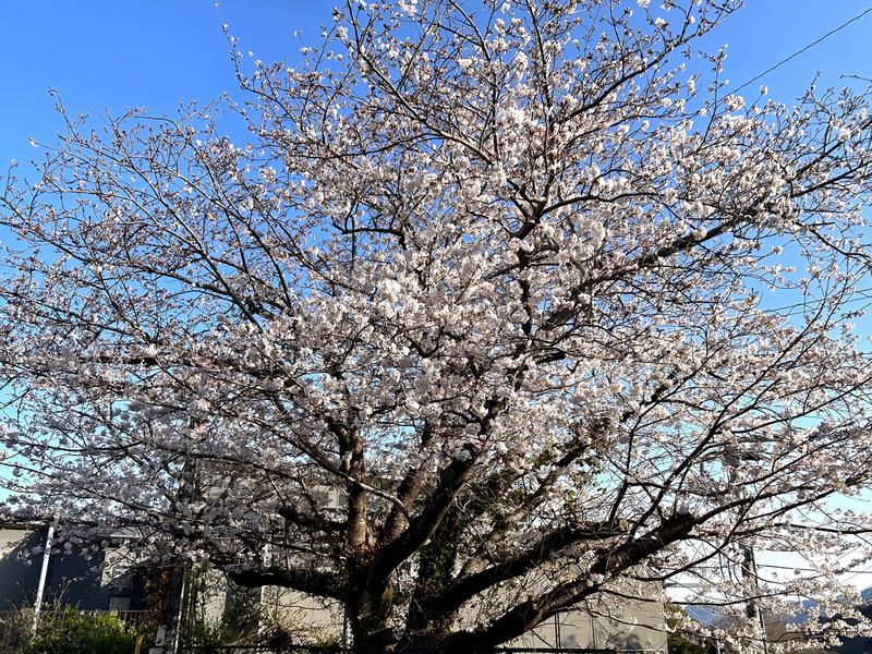 宿の近くの桜の大樹が春を告げました